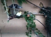Variegated canary