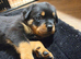 Health tested rottweiler