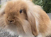 Mini lion lop bunnies