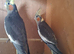 Young cockatiels very pretty