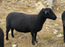 2x pedigree black Welsh mountain shearlings