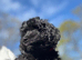 F1 cavapoo babies