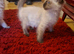Beautiful Ragdoll kittens