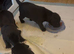 9 week old male patterdale