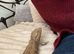 Bearded Dragon and full set up for sale