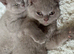 British shorthair kitten