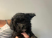 Papipoo puppies