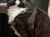 British Long Hair 1yr Old Male Tuxedo