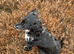 Cocker spaniel pups ready now quick sale
