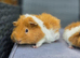 Bonded boars