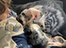 Bullmastiff cross old tyme bulldog