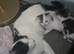 gorgouse kittens