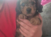 Male miniature dachshund