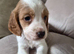 7 adorable Sprocker Puppies