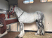 TGCA Mini Cob Gelding 5Yo