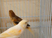 Portuguese harlequin canarys young star