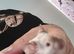 Siamese male mice and cage 6months old