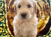 STUNNING AUSTRALIAN GOLDENDOODLE PUPPIES