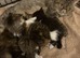 Exotic kittens for sale in london