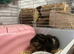 2 teddy bonded girls