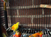 Baby red rumpd parrot for sale