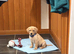 Kc reg fox red labs