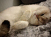 GCCF British Shorthair Male Currently Active | Top Quality☆