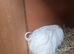 Long haired female
