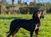 Lithuanian hounds looking forever home