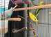 6 budgies