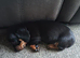 Miniature dachshund