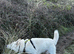 Handsome White German Shepherd Needs a New Home