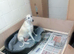 Kennel club registered pups due on 23rd October