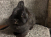 Chocolate Netherland dwarf doe