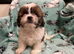 Lhasa apso puppies for sale