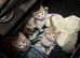 Beautiful Ginger & White Kittens