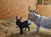 Mediterranean miniature donkey foal