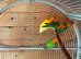 fischer lovebirds