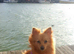 1 lovely Pomeranian pup