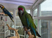 Military Macaw