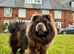 Exotic rare colour bear face chow chow puppies
