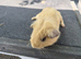 Baby male guinea pigs