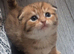 Scottish fold mix kittens