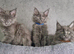 Maine coon kittens available