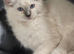 6 kittens 9 week old