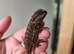 Baby red monster bearded dragons
