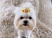 Beautiful Spayed Adult Girl