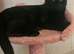 12 weeks kitten