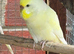Aviary full of beautiful budgies