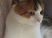 REDUCED PRICE Scottish Fold Boy & Straight Girl